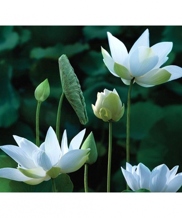 Văn học Phật giáo - Mưa hoa