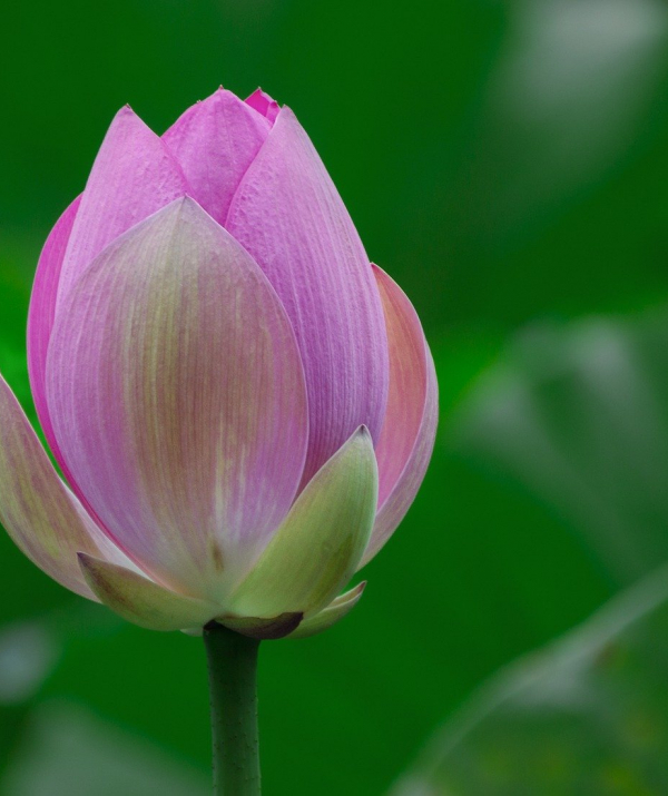 Văn học Phật giáo - Biểu tượng hoa sen
