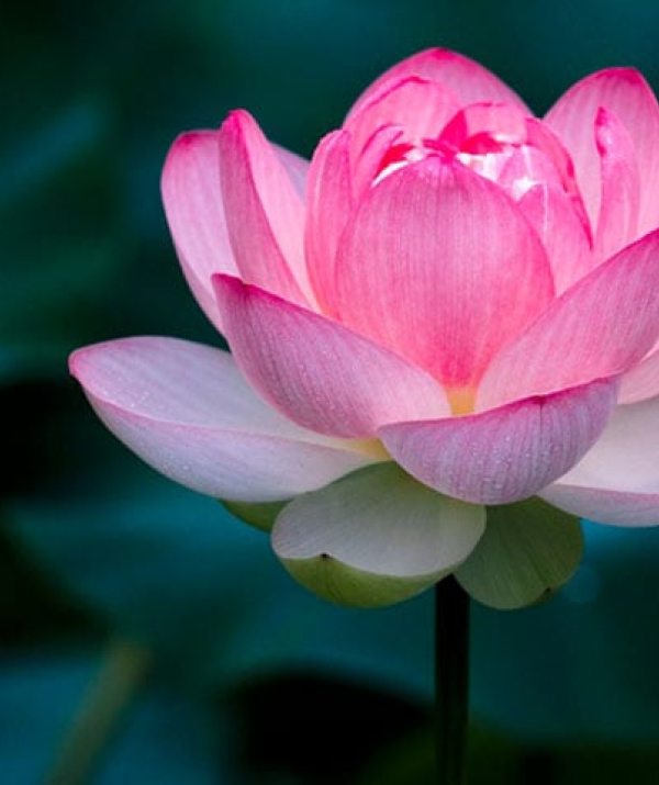 Văn học Phật giáo - HAI LỐI