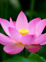 Tu tập Phật pháp - Lãng Thanh