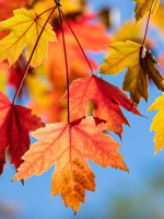 Tản văn - Lãng Thanh