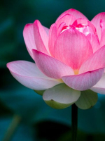 Nhân vật Phật giáo - Thị Nghĩa Trần Trung Đạo