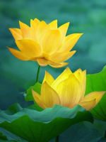 Tản văn - Tiểu Lục Thần Phong