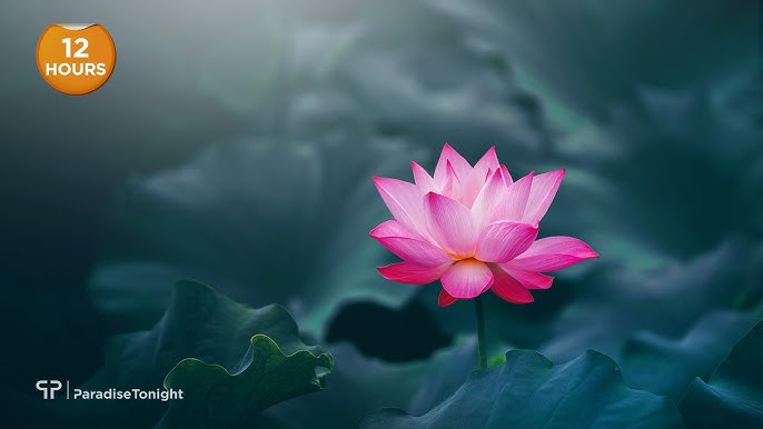Album Mẹ